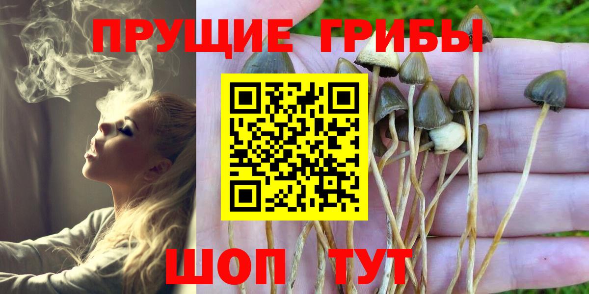 Галлюциногенные грибы Psilocybe Тюмень